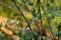 Golden-crowned Kinglet at Lake Lynn, Raleigh NC