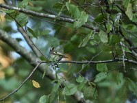 Golden-crowned Kinglet at Lake Lynn, Raleigh NC