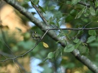 Golden-crowned Kinglet at Lake Lynn, Raleigh NC