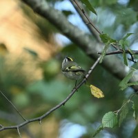 Golden-crowned Kinglet at Lake Lynn, Raleigh NC