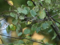 Golden-crowned Kinglet at Lake Lynn, Raleigh NC