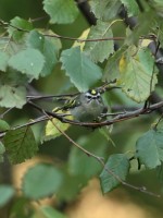 Golden-crowned Kinglet at Lake Lynn, Raleigh NC