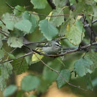 Golden-crowned Kinglet at Lake Lynn, Raleigh NC