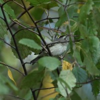 Golden-crowned Kinglet at Lake Lynn, Raleigh NC