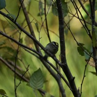 Golden-crowned Kinglet at Lake Lynn, Raleigh NC
