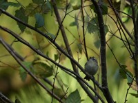 Golden-crowned Kinglet at Lake Lynn, Raleigh NC
