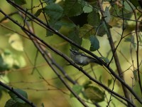 Golden-crowned Kinglet at Lake Lynn, Raleigh NC