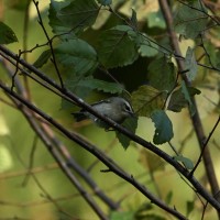 Golden-crowned Kinglet at Lake Lynn, Raleigh NC