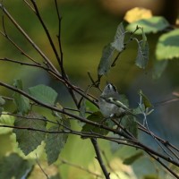 Golden-crowned Kinglet at Lake Lynn, Raleigh NC