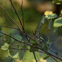 Golden-crowned Kinglet at Lake Lynn, Raleigh NC