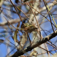 Golden-crowned Kinglet at Lake Lynn, Raleigh NC