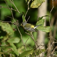 Magnolia Warbler at Lake Lynn, Raleigh NC