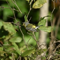 Magnolia Warbler at Lake Lynn, Raleigh NC