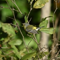 Magnolia Warbler at Lake Lynn, Raleigh NC