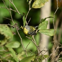 Magnolia Warbler at Lake Lynn, Raleigh NC