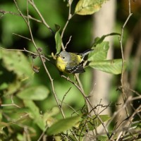 Magnolia Warbler at Lake Lynn, Raleigh NC
