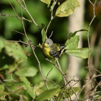 Magnolia Warbler at Lake Lynn, Raleigh NC