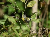 Magnolia Warbler at Lake Lynn, Raleigh NC