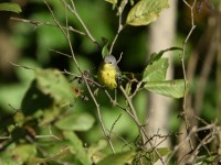 Magnolia Warbler at Lake Lynn, Raleigh NC