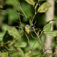 Magnolia Warbler at Lake Lynn, Raleigh NC