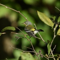 Magnolia Warbler at Lake Lynn, Raleigh NC