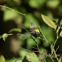 Magnolia Warbler at Lake Lynn, Raleigh NC