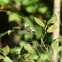 Magnolia Warbler at Lake Lynn, Raleigh NC
