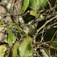 Magnolia Warbler