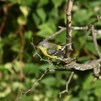 Magnolia Warbler at Lake Lynn, Raleigh NC