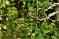 Magnolia Warbler at Lake Lynn, Raleigh NC