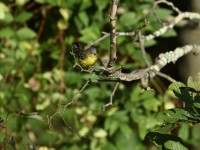 Magnolia Warbler at Lake Lynn, Raleigh NC