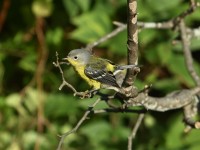 Magnolia Warbler at Lake Lynn, Raleigh NC