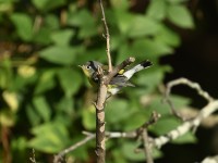 Magnolia Warbler at Lake Lynn, Raleigh NC