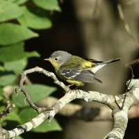 Magnolia Warbler at Lake Lynn, Raleigh NC