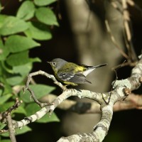 Magnolia Warbler at Lake Lynn, Raleigh NC