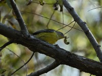 Magnolia Warbler at Lake Lynn, Raleigh NC