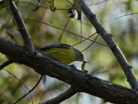 Magnolia Warbler at Lake Lynn, Raleigh NC