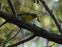 Magnolia Warbler at Lake Lynn, Raleigh NC