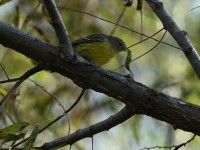 Magnolia Warbler at Lake Lynn, Raleigh NC