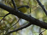 Magnolia Warbler at Lake Lynn, Raleigh NC