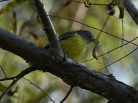 Magnolia Warbler at Lake Lynn, Raleigh NC