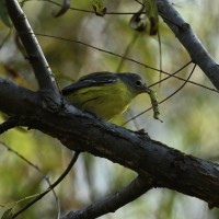 Magnolia Warbler at Lake Lynn, Raleigh NC