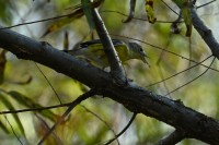 Magnolia Warbler at Lake Lynn, Raleigh NC