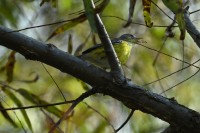 Magnolia Warbler at Lake Lynn, Raleigh NC