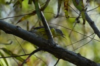 Magnolia Warbler at Lake Lynn, Raleigh NC