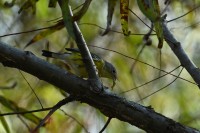 Magnolia Warbler at Lake Lynn, Raleigh NC