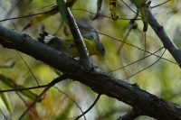 Magnolia Warbler at Lake Lynn, Raleigh NC