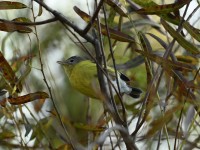 Magnolia Warbler at Lake Lynn, Raleigh NC