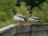 Mallard at Lake Lynn, Raleigh NC