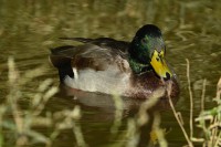 Mallard at Lake Lynn, Raleigh NC